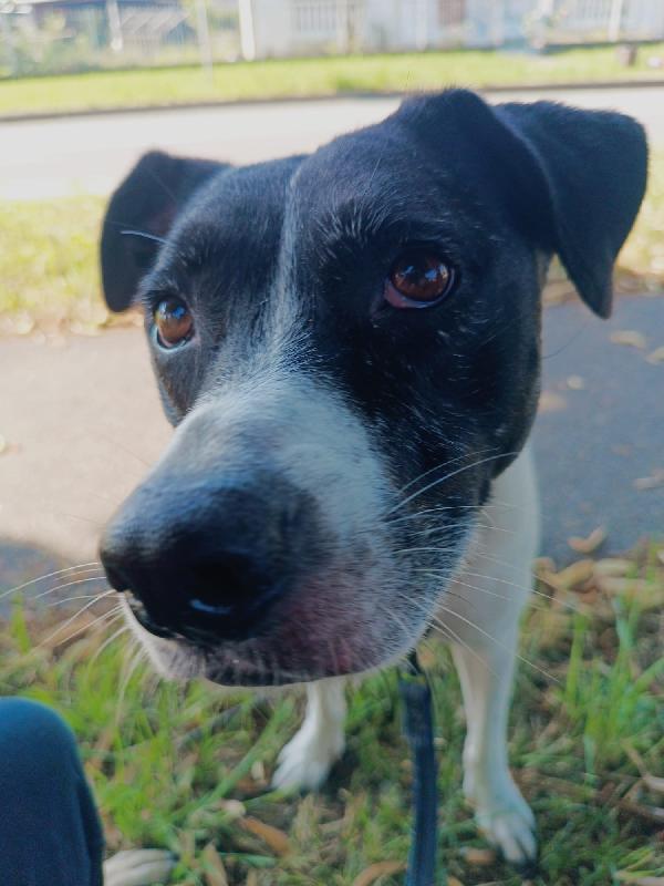 Polka dolcissima cagnoletta del 2020 Foto 8